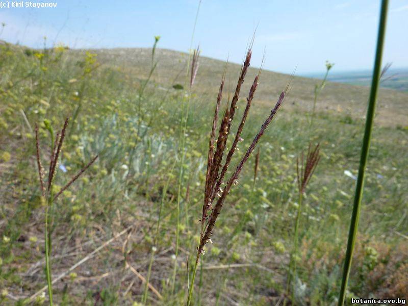 Bothriochloa ischaemum Bothriochloa ischaemum