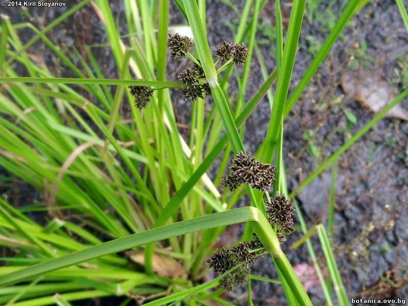 Cyperus difformis