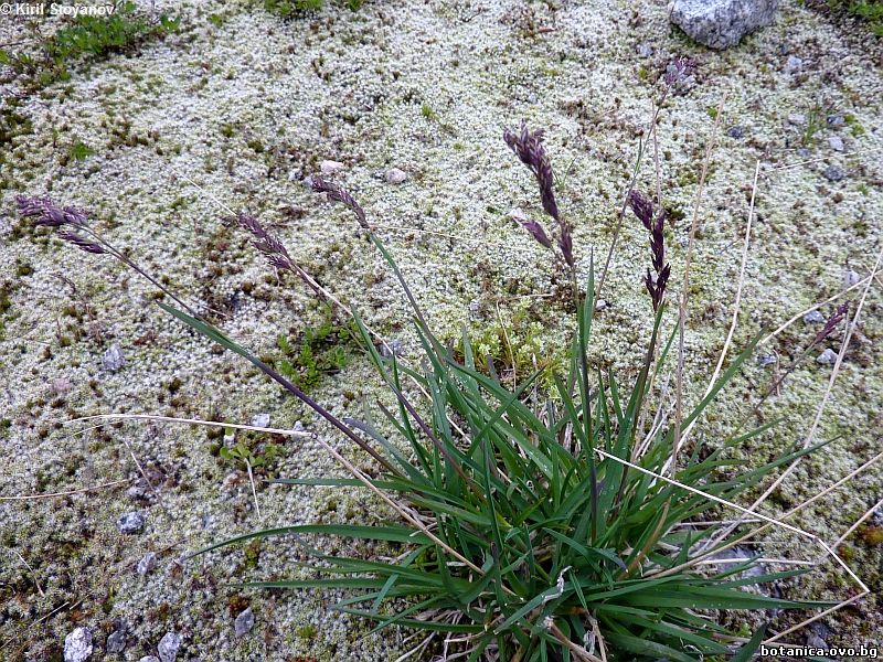 Poa alpina