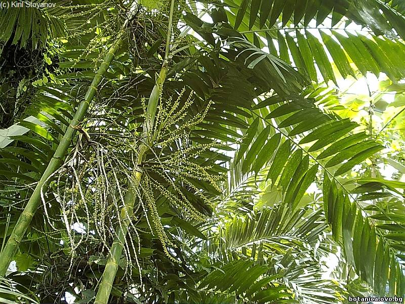 Dypsis lutescens Dypsis lutescens