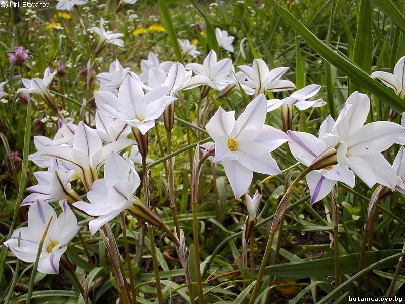 Tristagma uniflora