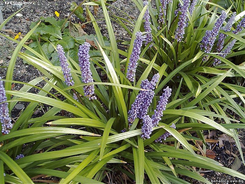 Liriope muscari