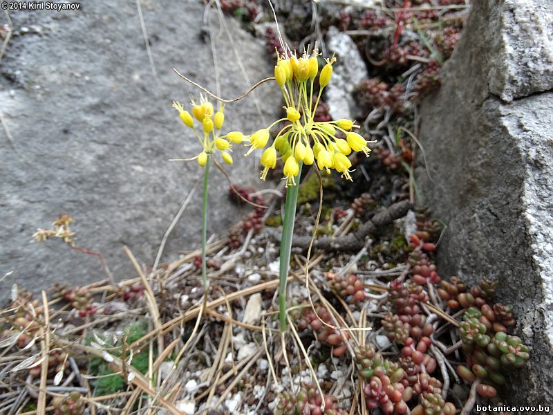Allium webbii