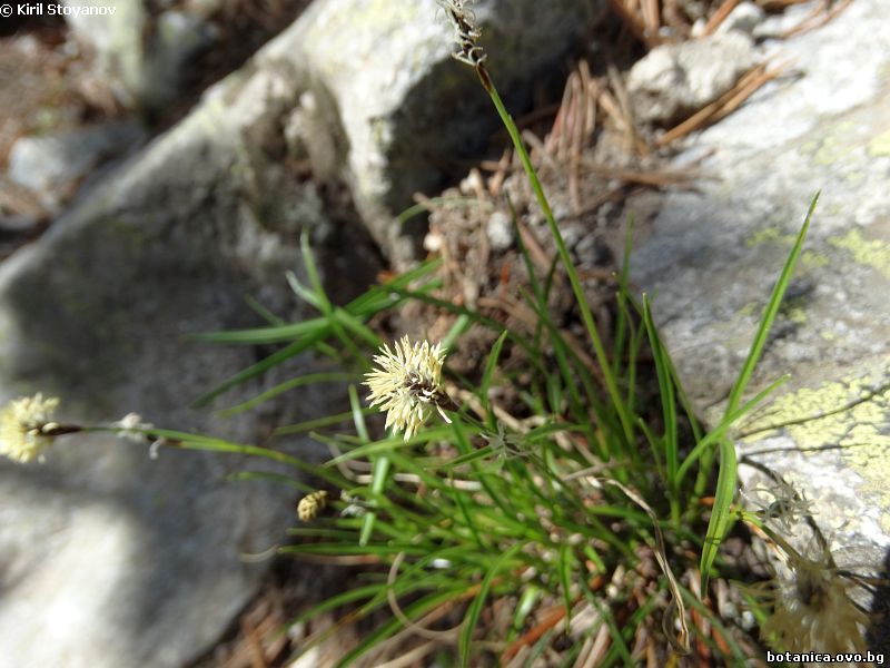 Carex rupestris