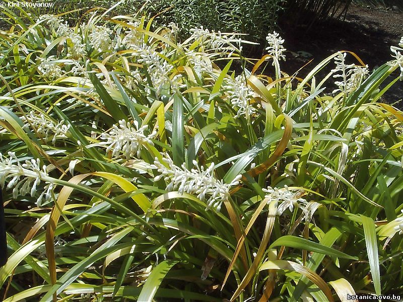 Ophiopogon jaburan