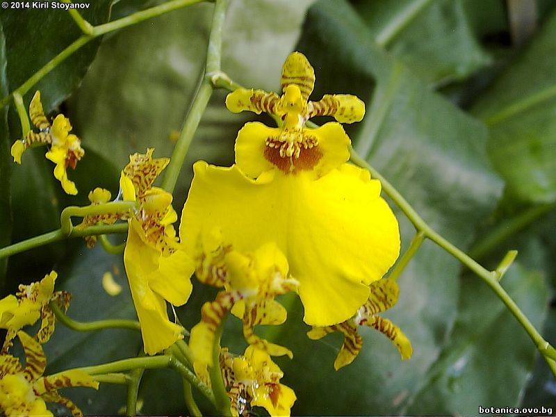 семейство Orchidaceae