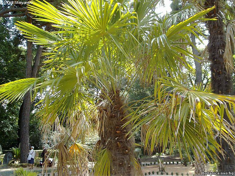 Trachycarpus fortunei Trachycarpus fortunei