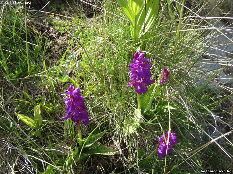 Dactylorhiza cordigera