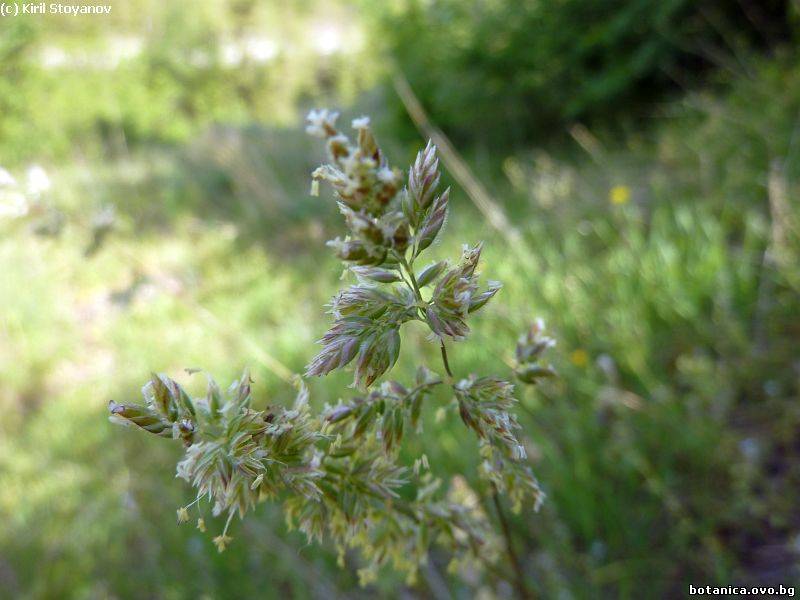 Poa pratensis