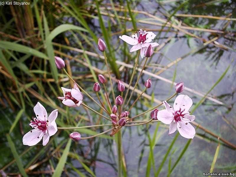 Butomus umbellatus