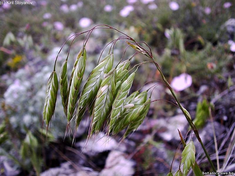 галерия Poaceae