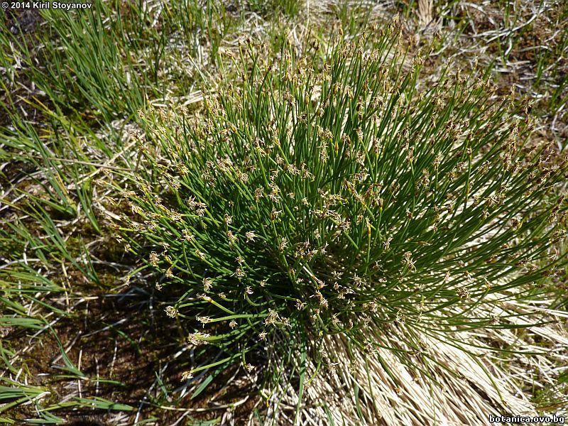 Baeothryon caespitosum