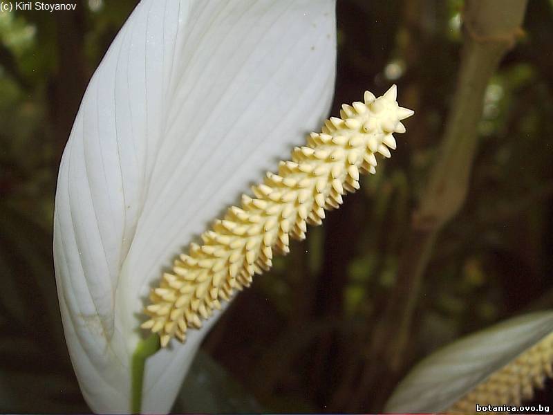 Spathiphyllum wallisii Spathiphyllum wallisii
