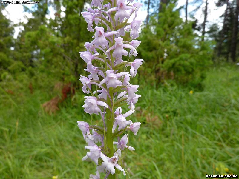 Gymnadenia conopsea
