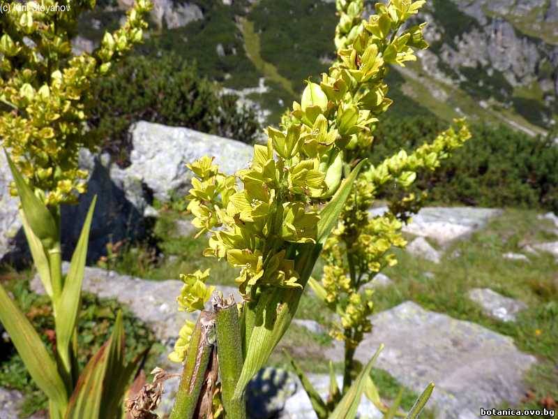 галерия Melanthiaceae
