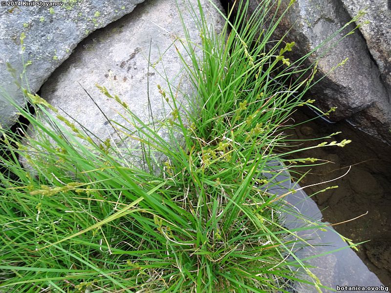 Carex ovalis