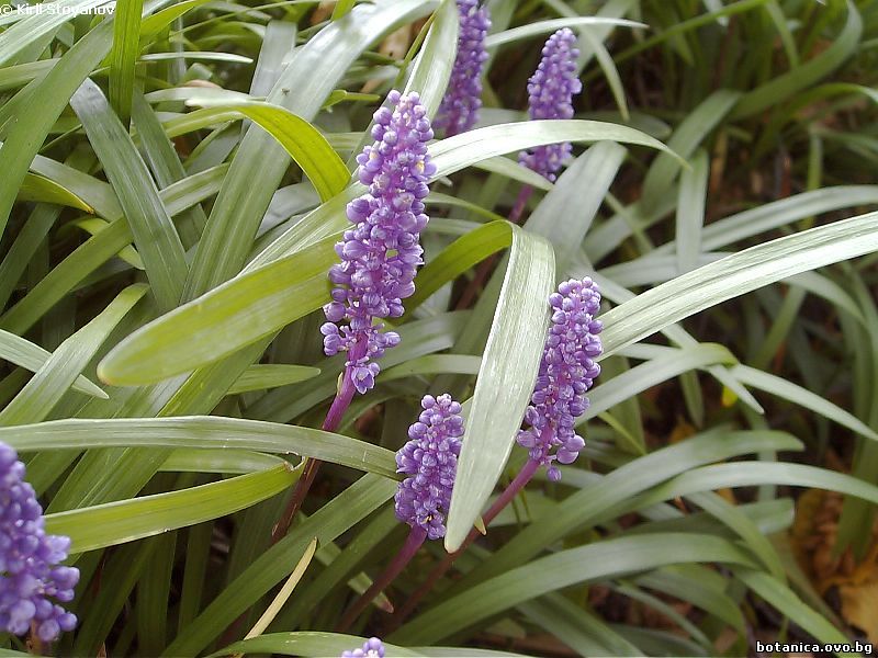 Liriope platiphylla