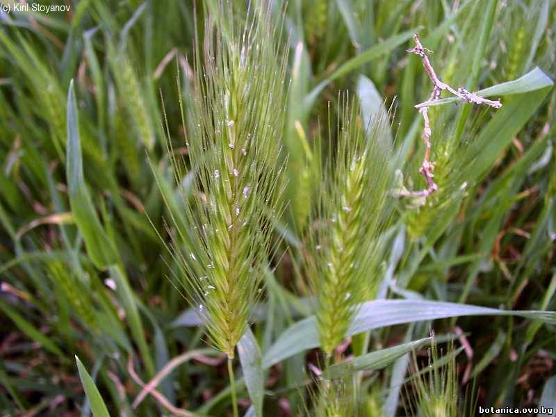 Hordeum murinum