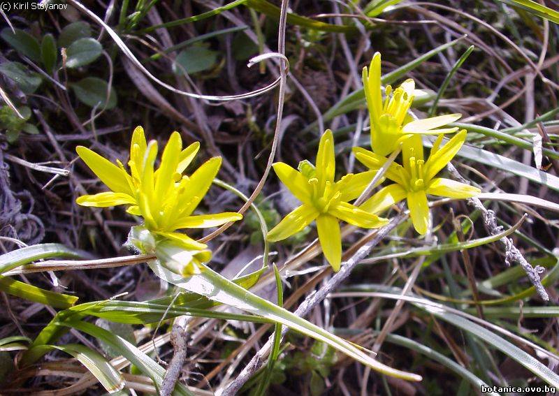 Gagea lutea