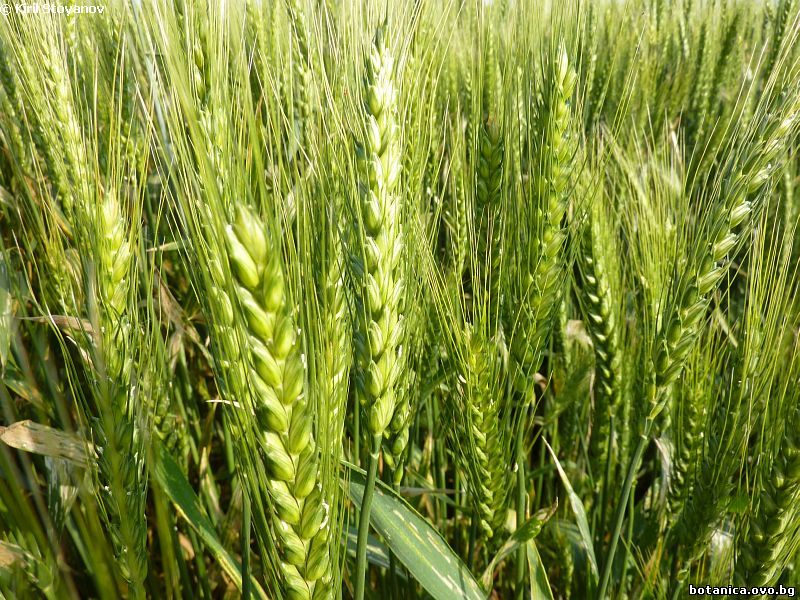 Triticum durum
