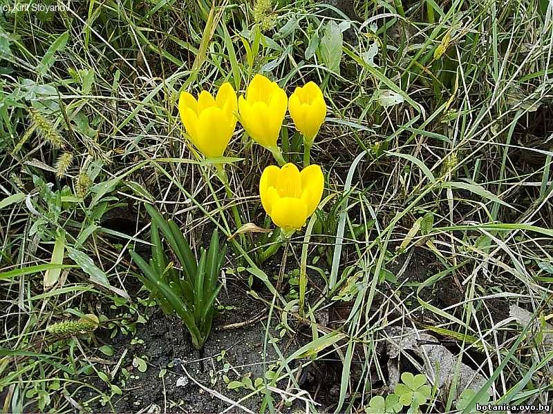 Sternbergia lutea