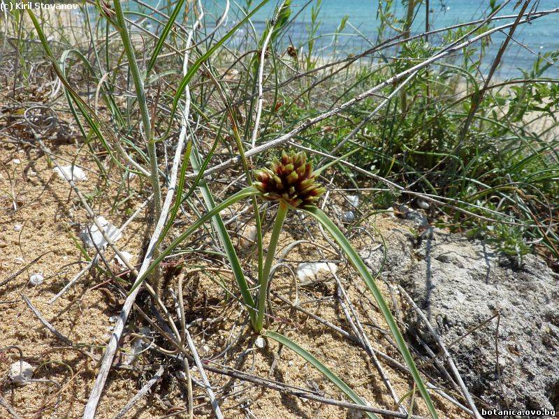 Cyperus capitatus