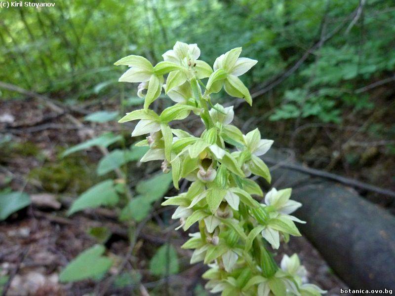 Epipactis helleborine