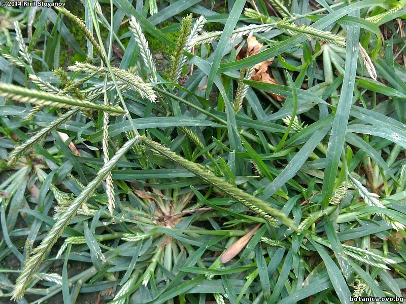Eleusine indica
