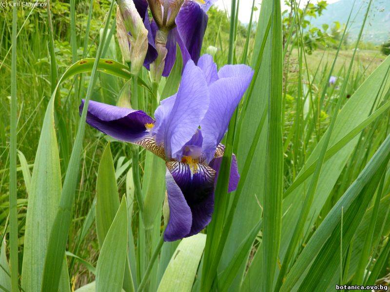 галерия Iridaceae