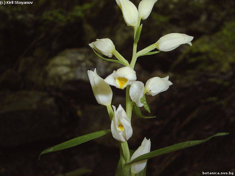 Cephalanthera longifolia