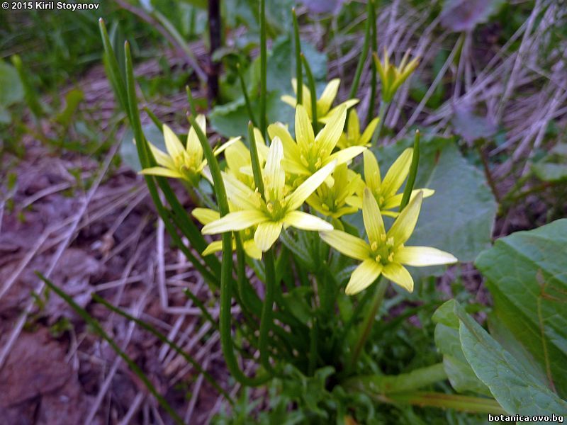 Gagea fistulosa