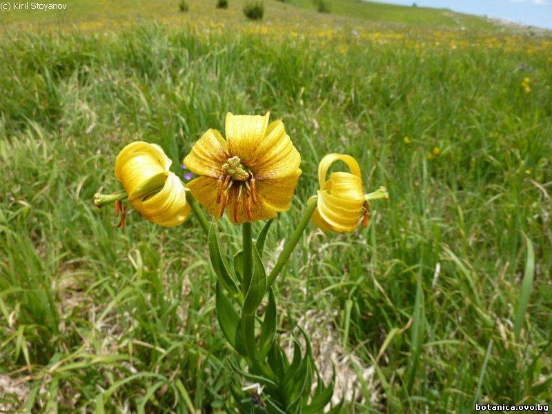 Lilium bosniacum