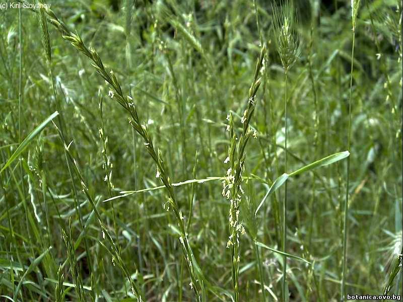 Lolium perenne