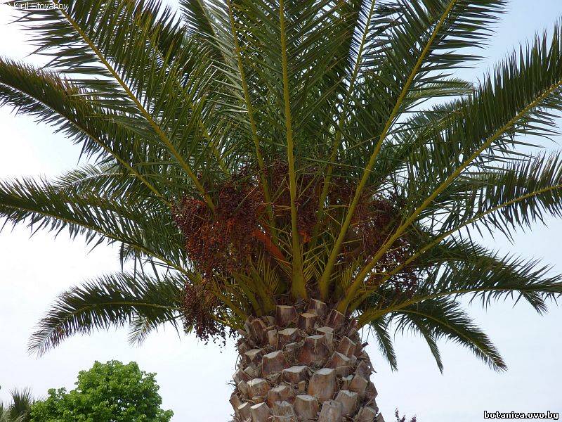 галерия Arecaceae