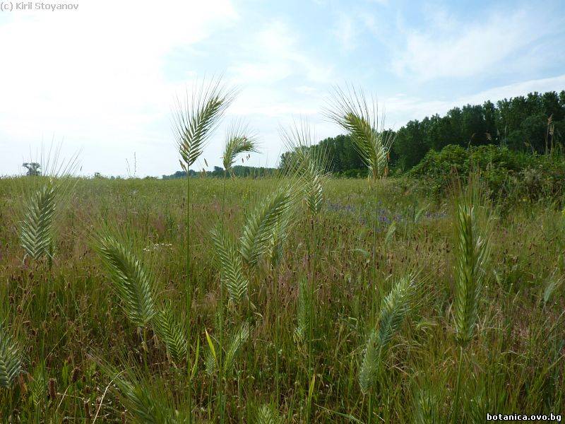 Agropyron cristatum Agropyron cristatum