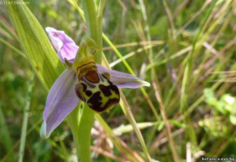 Ophrys apifera