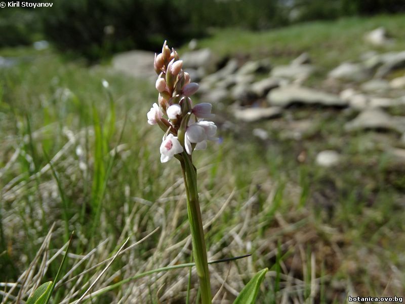 Gymnadenia frivaldii
