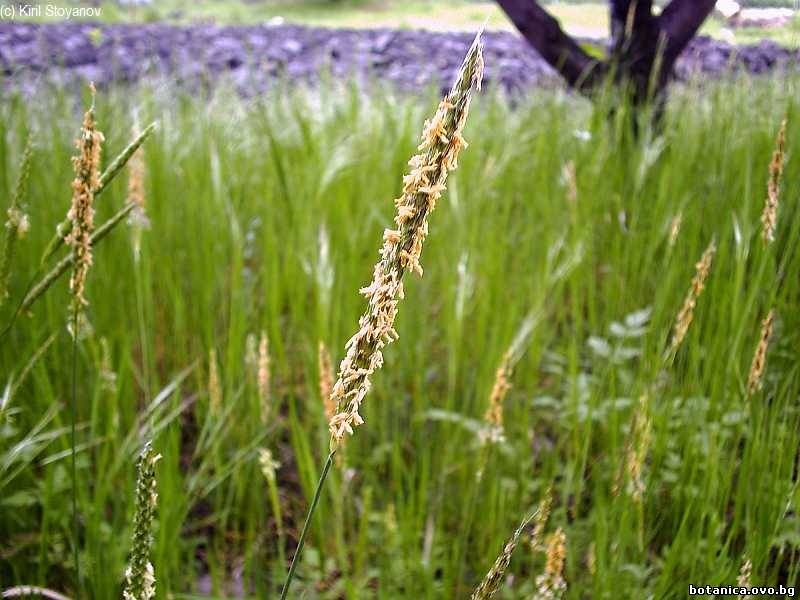 Alopecurus pratensis Alopecurus pratensis