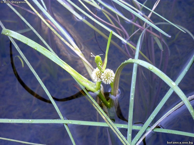 Sparganium angustifolium Sparganium angustifolium