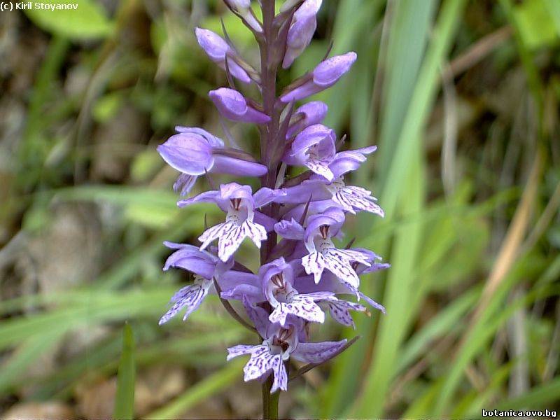 Dactylorhiza saccifera