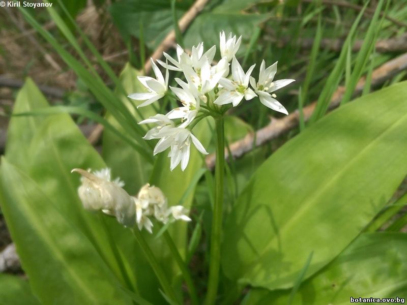Allium ursinum