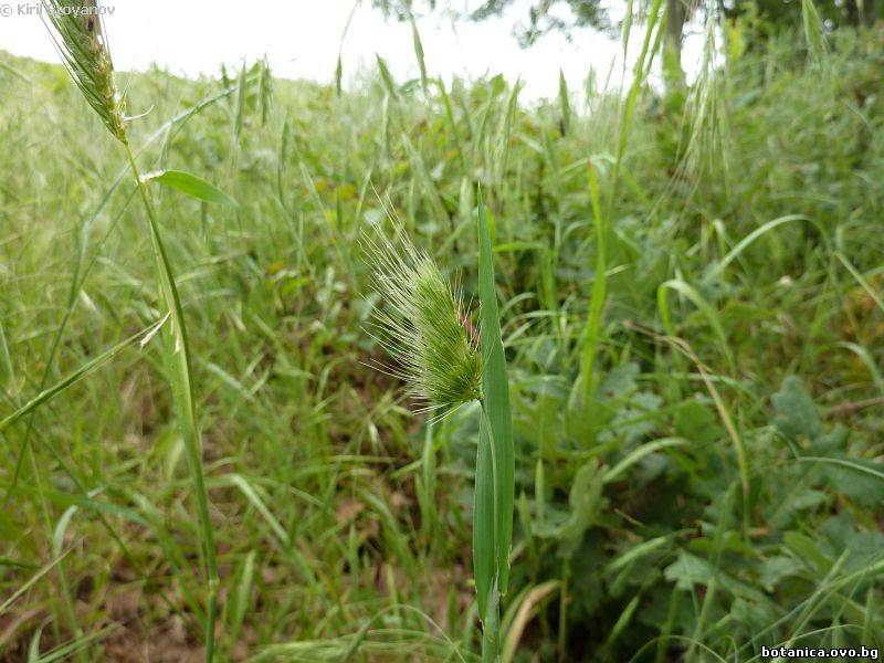 Cynosurus echinatus