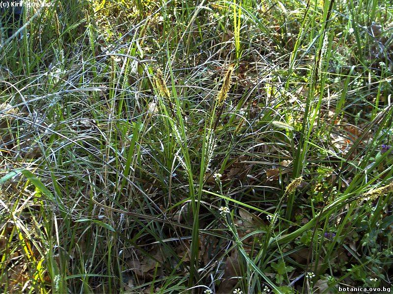 Carex flacca