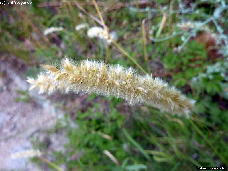 Melica ciliata