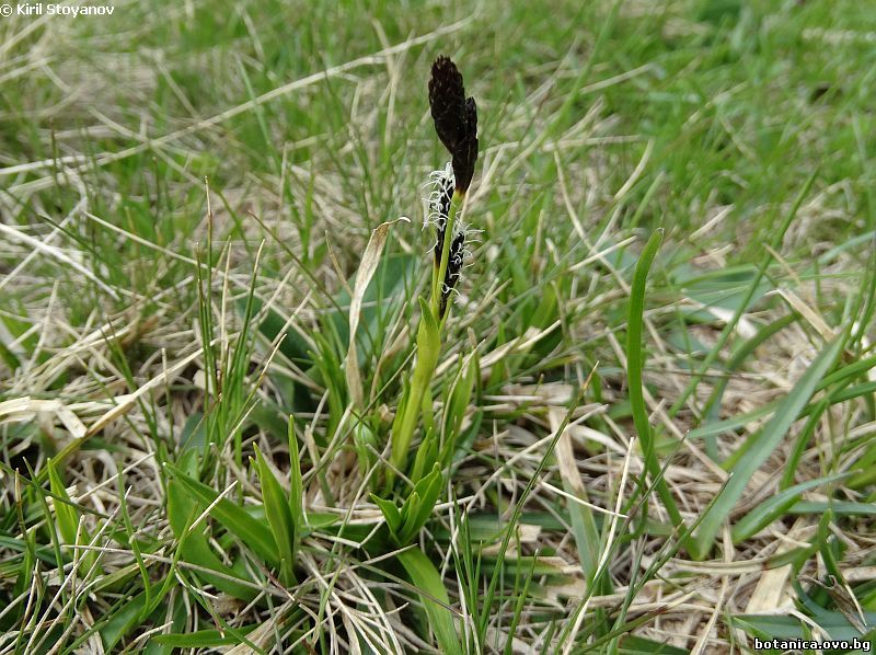 Carex nigra