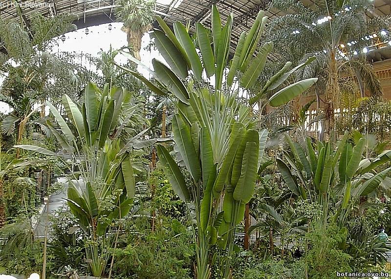 Ravenala madagascariensis