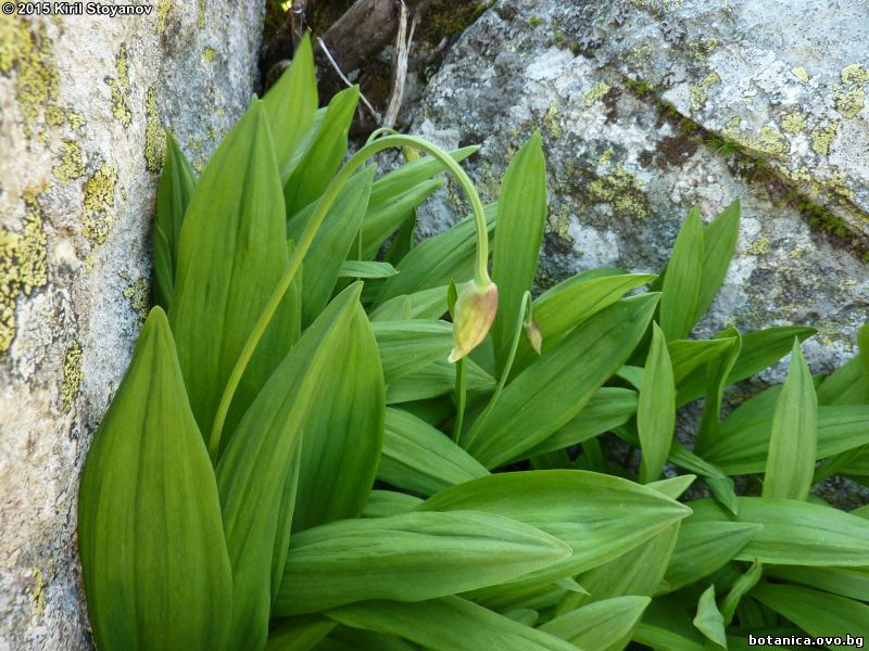 Allium victorialis