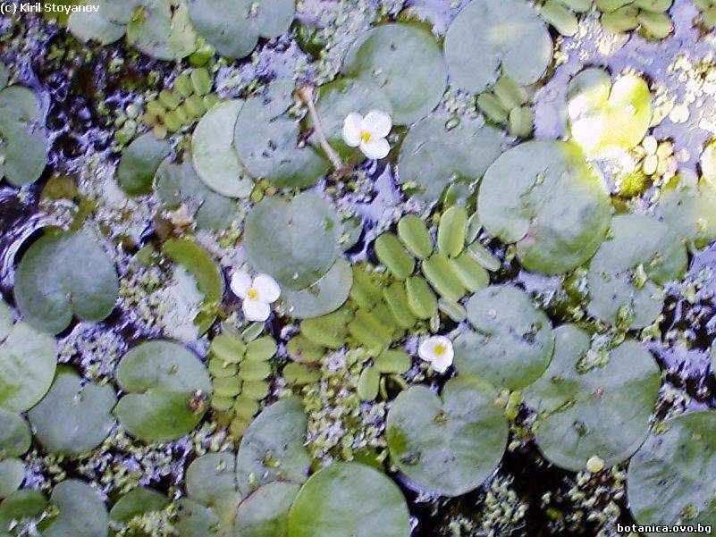 галерия Hydrocharitaceae