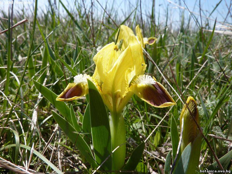 Iris suaveolens