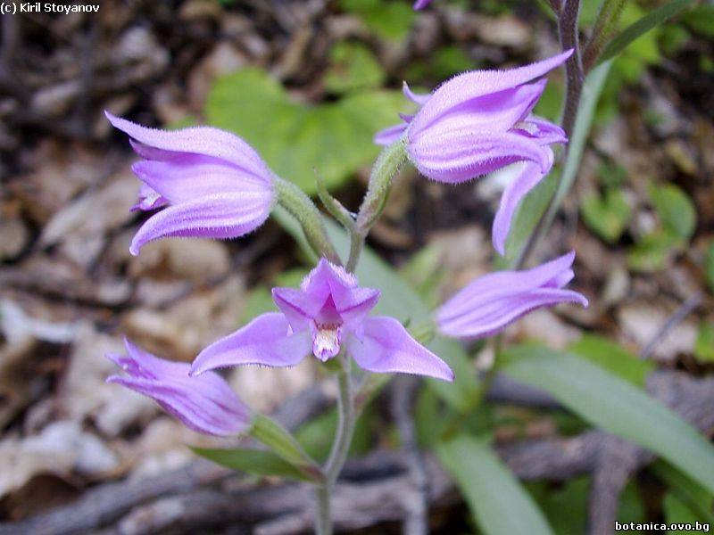 Cephalanthera rubra
